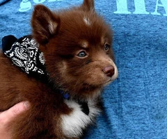 10 weeks old F2 Pomsky puppy for sale