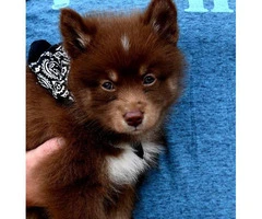 10 weeks old F2 Pomsky puppy for sale - 2