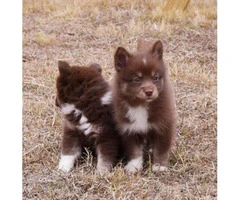 10 weeks old F2 Pomsky puppy for sale - 8