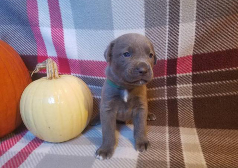 ICCF reg Cane corso puppies