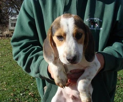 Male Beagle Puppies - 1