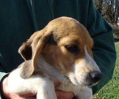 Male Beagle Puppies - 2
