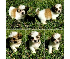 lovely Shih tzu puppies ready for their forever home - 2