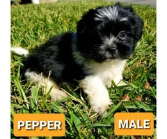 lovely Shih tzu puppies ready for their forever home - 3