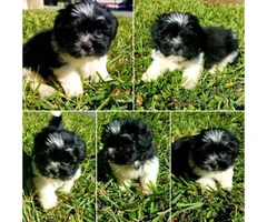 lovely Shih tzu puppies ready for their forever home - 4