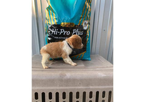 7 Weeks old Brittany puppies