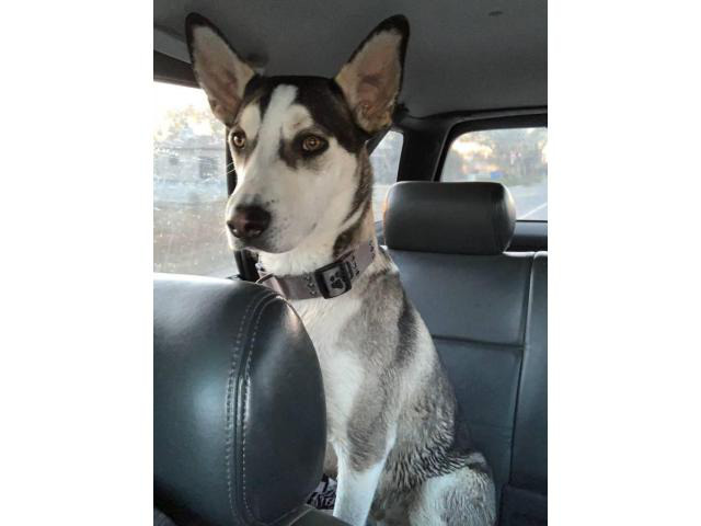 Siberian Husky/Great Dane mix puppy in Roswell, New Mexico