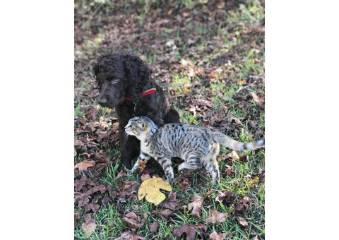 Rehoming Male Boykin Spaniel puppy