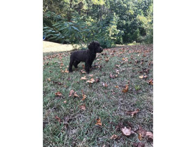 Rehoming Male Boykin Spaniel puppy in Greenville, South
