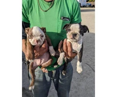 9 weeks old Boston terrier puppies for adoption - 3