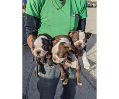 9 weeks old Boston terrier puppies for adoption - 4