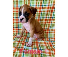 4 females and 1 male boxer puppies available - 2