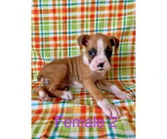 4 females and 1 male boxer puppies available - 3