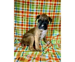 4 females and 1 male boxer puppies available - 4