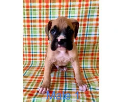 4 females and 1 male boxer puppies available - 5
