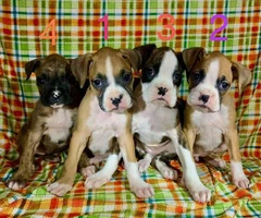 4 females and 1 male boxer puppies available - 6