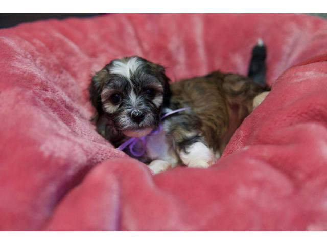 2 Females Havanese Puppies In Orlando Florida Puppies For Sale Near Me