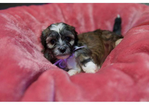 2 Females Havanese Puppies