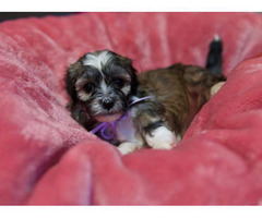 2 Females Havanese Puppies In Orlando Florida Puppies For Sale Near Me