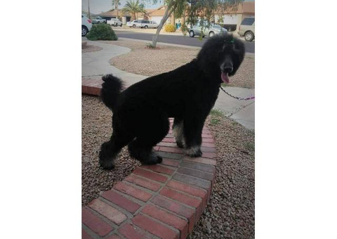 5 Aussiedoodle puppies for sale