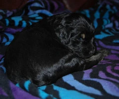 5 Aussiedoodle puppies for sale - 4