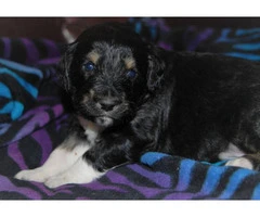 5 Aussiedoodle puppies for sale - 5