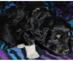 5 Aussiedoodle puppies for sale - 6