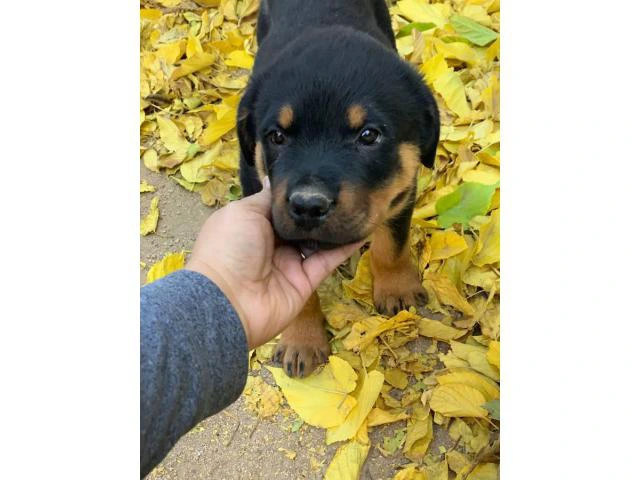 14 weeks old Germán Rottweiler puppies for sale