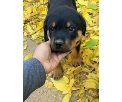 14 weeks old Germán Rottweiler puppies for sale