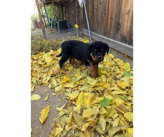 14 weeks old Germán Rottweiler puppies for sale
