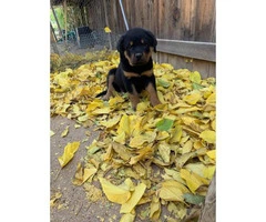 14 weeks old Germán Rottweiler puppies for sale