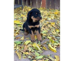 14 weeks old Germán Rottweiler puppies for sale