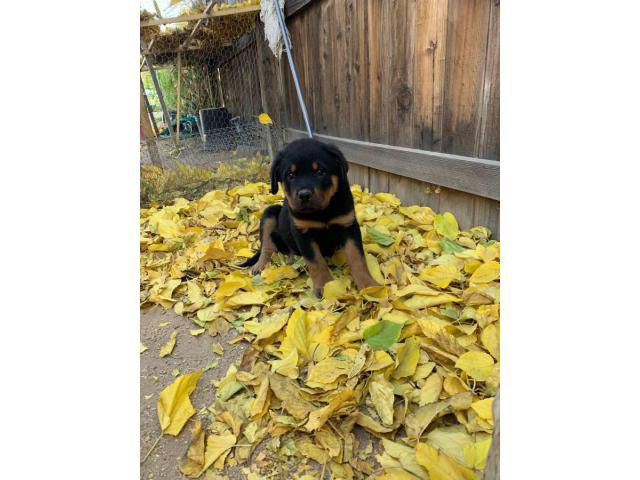 14 weeks old GermÃ¡n Rottweiler puppies for sale in Anaheim, California