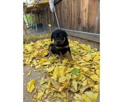 14 weeks old Germán Rottweiler puppies for sale