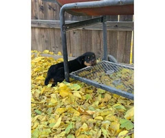 14 weeks old Germán Rottweiler puppies for sale