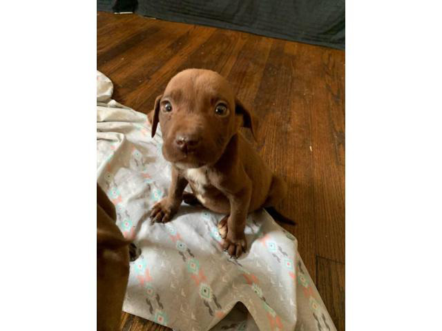 4 red nose Pit Bull puppies left in Birmingham, Alabama - Puppies for