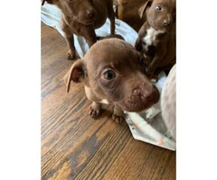 4 red nose Pit Bull puppies left - 3