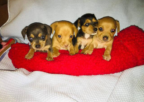 Chiweenie puppies ready for their new home