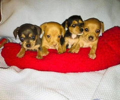 Chiweenie puppies ready for their new home