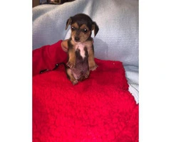 Chiweenie puppies ready for their new home - 9