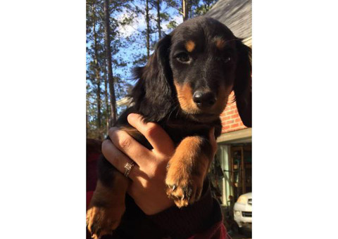 Long haired Mini Dachshund for Adoption