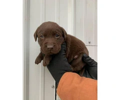Akc  chocolate and black registered lab puppies available