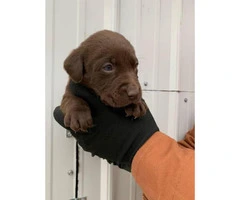 Akc  chocolate and black registered lab puppies available - 2