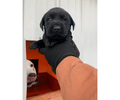 Akc  chocolate and black registered lab puppies available - 3