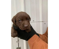 Akc  chocolate and black registered lab puppies available - 4