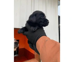 Akc  chocolate and black registered lab puppies available - 5