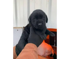 Akc  chocolate and black registered lab puppies available - 6