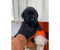 Akc  chocolate and black registered lab puppies available - 7