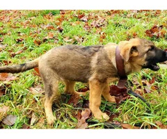 Ready now 3 months old Working line German shepherd puppy - 2