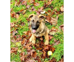 Ready now 3 months old Working line German shepherd puppy - 3
